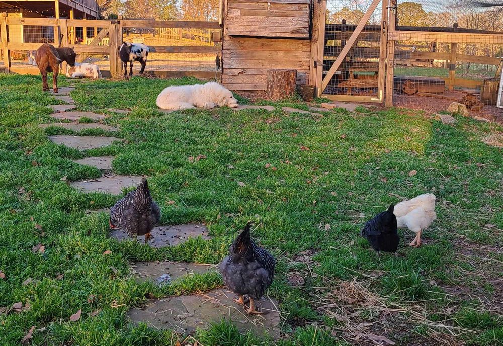 Chickens on a stone path by the barn