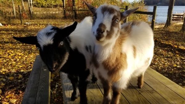 Two goats standing on a wooden deck