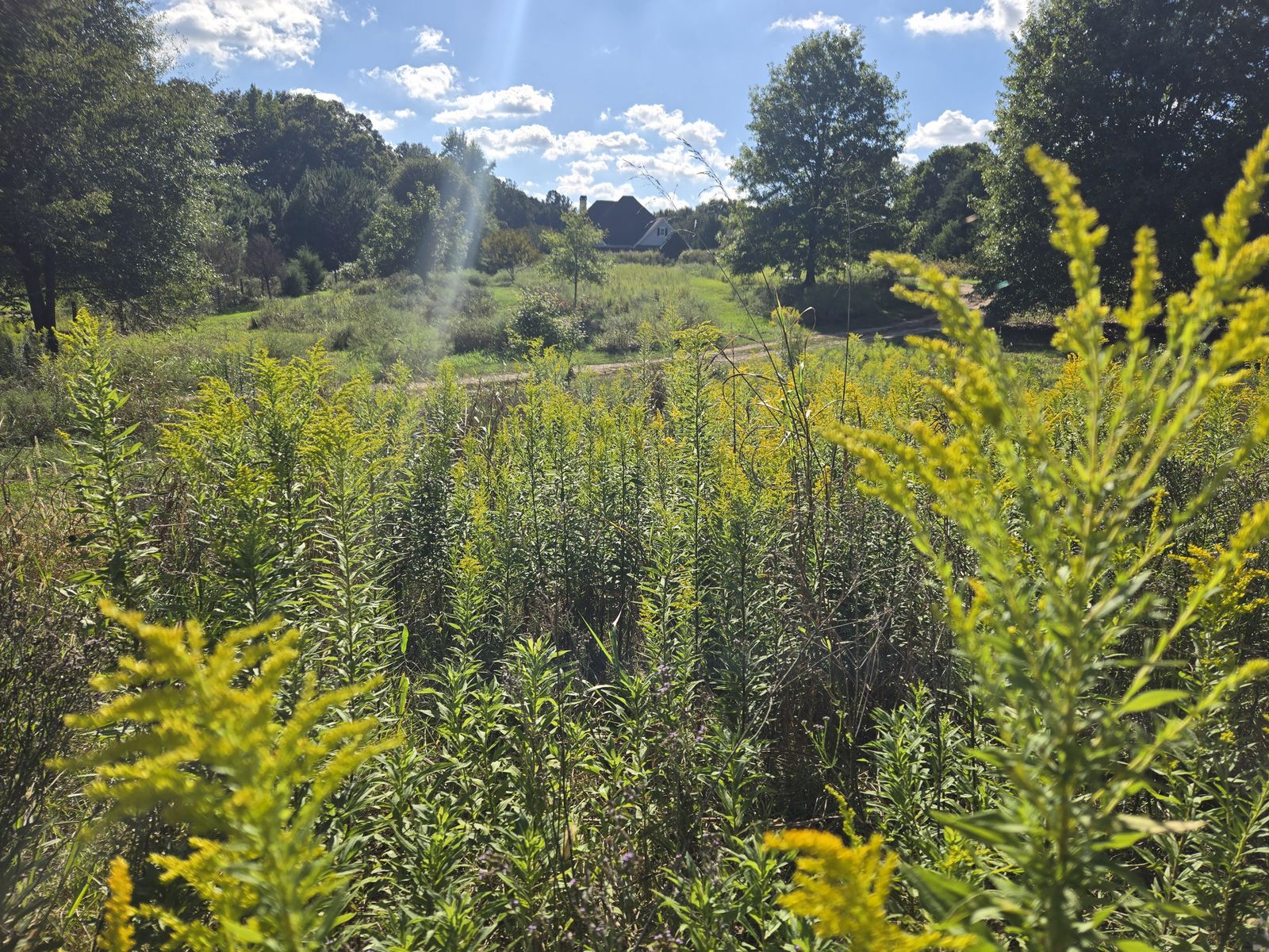 Goldenrod blooming in a rewilded field, with young trees and the house in the distance