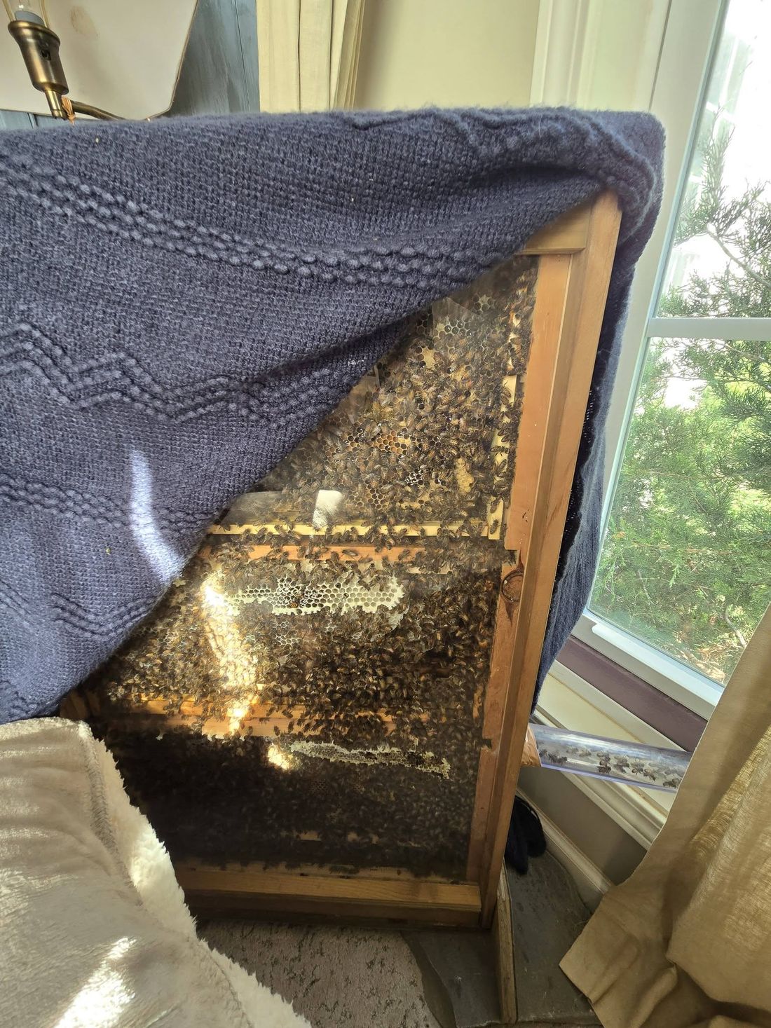 Lifting the blanket off a glass observation hive to see bees on comb, with a clear tube running out the window